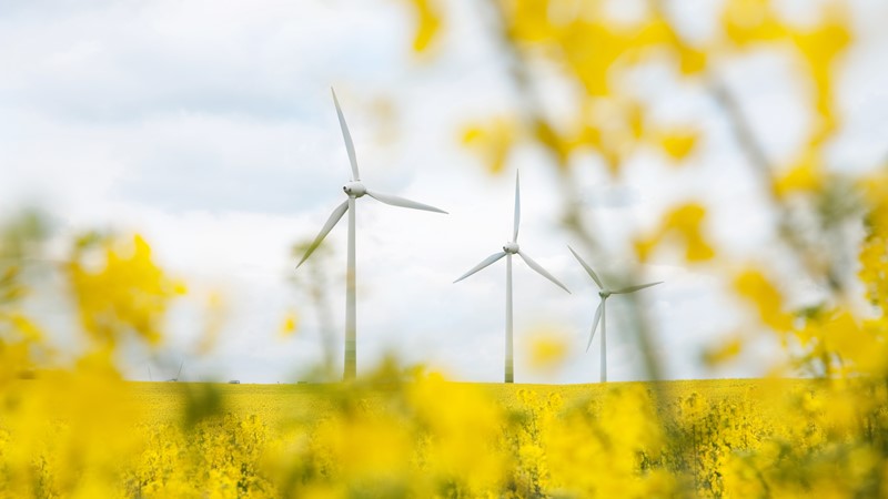 wind turbines and yellow field
